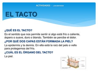 ¿QUÉ ES EL TACTO?
Es el sentido que nos permite sentir si algo está frío o
caliente, áspero o suave, duro o blando. También se
percibe el dolor.
¿POR QUÉ DOS CAPAS ESTÁN FORMADA LA PIEL?
La epidermis y la dermis. En ella está la raíz del pelo o vello
para protegernos del frío.
¿CUÁL ES EL ÓRGANO DEL TACTO?
La piel.
ACTIVIDADES - LOS SENTIDOS
EL TACTO
 