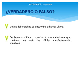 ¿VERDADERO O FALSO?
ACTIVIDADES - LOS SENTIDOS
Detrás del cristalino se encuentra el humor vítreo.
Se llama coroides posterior a una membrana que
contiene una serie de células mecánicamente
sensibles.
 
