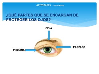 ¿QUÉ PARTES QUE SE ENCARGAN DE
PROTEGER LOS OJOS?
ACTIVIDADES - LOS SENTIDOS
CEJA
PESTAÑA
PÁRPADO
 