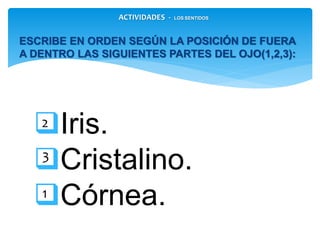 Iris.
Cristalino.
Córnea.
ESCRIBE EN ORDEN SEGÚN LA POSICIÓN DE FUERA A
DENTRO LAS SIGUIENTES PARTES DEL OJO(1,2,3):
3
1
2
ACTIVIDADES - LOS SENTIDOS
 