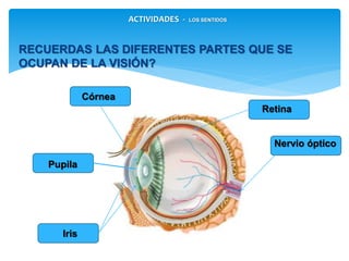 ACTIVIDADES - LOS SENTIDOS
Pupila
Córnea
Retina
Iris
Nervio óptico
RECUERDAS LAS DIFERENTES PARTES QUE SE OCUPAN DE
LA VISIÓN?
 