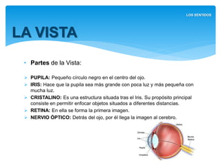 • Partes de la Vista:
 PUPILA: Pequeño círculo negro en el centro del ojo.
 IRIS: Hace que la pupila sea más grande con poca luz y más
pequeña con mucha luz.
 CRISTALINO: Es una estructura situada tras el Iris. Su propósito principal
consiste en permitir enfocar objetos situados a diferentes distancias.
 RETINA: En ella se forma la primera imagen.
 NERVIO ÓPTICO: Detrás del ojo, por él llega la imagen al cerebro.
LA VISTA
LOS SENTIDOS
 