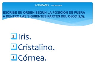 Iris.
Cristalino.
Córnea.
ESCRIBE EN ORDEN SEGÚN LA POSICIÓN DE FUERA A
DENTRO LAS SIGUIENTES PARTES DEL OJO(1,2,3):
3
1
2
ACTIVIDADES - LOS SENTIDOS
 