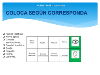 COLOCA SEGÚN CORRESPONDA
 Rampa vestibular
 Nervio óptico.
 Canales
semicirculares.
 Cavidad
timpánica.
 Pupila.
 Párpado.
 Retina.
 Laberinto.
Rampa
vestibular
Pupila
Cavidad
timpánica
Párpado
Laberinto
Canales
semicirculares
Nervio
óptico
Retina
ACTIVIDADES - LOS SENTIDOS
 