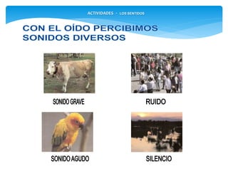 ACTIVIDADES - LOS SENTIDOS
 