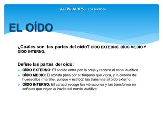 ¿Cuáles son las partes del oído? OÍDO EXTERNO, OÍDO MEDIO Y
OÍDO INTERNO.
Define las partes del oído:
 OÍDO EXTERNO: El sonido entra por la oreja y recorre el canal auditivo.
 OÍDO MEDIO: El sonido pasa por el tímpano que vibra, y la cadena de
huesecillos (martillo, yunque y estribo) las transmite al oído externo.
 OÍDO INTERNO: El caracol recoge las vibraciones y las transforma en
señales que viajan a través del nervio auditivo.
EL OÍDO
ACTIVIDADES - LOS SENTIDOS
 
