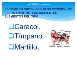 Caracol.
Tímpano.
Martillo.
ESCRIBE EN ORDEN SEGÚN SU POSICIÓN, DE
FUERA ADENTRO, LOS SIGUIENTES ELEMENTOS
DEL OÍDO:
1
2
3
ACTIVIDADES - LOS SENTIDOS
 