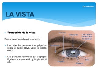 • Protección de la vista.
Para proteger nuestros ojos tenemos :
 Las cejas, las pestañas y los
párpados contra el sudor, polvo,
viento o exceso de luz.
 Las glándulas lacrimales que
segregan lágrimas humedeciendo y
limpiando el ojo.
LA VISTA
LOS SENTIDOS
 
