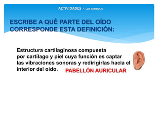 Estructura cartilaginosa compuesta
por cartílago y piel cuya función es captar
las vibraciones sonoras y redirigirlas hacia el
interior del oído.
ESCRIBE A QUÉ PARTE DEL OÍDO CORRESPONDE
ESTA DEFINICIÓN:
PABELLÓN AURICULAR
ACTIVIDADES - LOS SENTIDOS
 