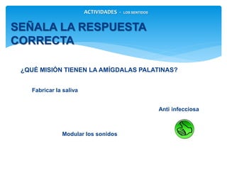 ¿QUÉ MISIÓN TIENEN LA AMÍGDALAS PALATINAS?
SEÑALA LA RESPUESTA CORRECTA
ACTIVIDADES - LOS SENTIDOS
Modular los sonidos
Anti infecciosa
Fabricar la saliva
 