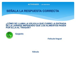 ¿CÓMO SE LLAMA LA VÁLVULA QUE CUBRE LA ENTRADA DE
LA LARINGE IMPIDIENDO QUE LOS ALIMENTOS PASEN POR
ELLA AL TRAGAR?
Epiglotis
Válvula
Folículo lingual
ACTIVIDADES - LOS SENTIDOS
SEÑALA LA RESPUESTA CORRECTA
 