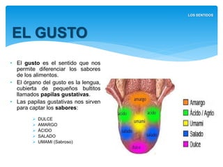 • El gusto es el sentido que nos
permite diferenciar los sabores
de los alimentos.
• El órgano del gusto es la
lengua, cubierta de pequeños
bultitos llamados papilas
gustativas.
• Las papilas gustativas nos
sirven para captar los sabores:
 DULCE
 AMARGO
 ÁCIDO
 SALADO
 UMAMI (Sabroso)
EL GUSTO
LOS SENTIDOS
 