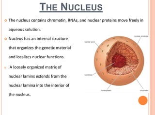 Cell the functional and structural unit of life | PDF