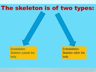 The skeleton is of two types:
Endoskeleton-
Skeleton within the
body
Exoskeleton-
Skeleton outside the
body
 