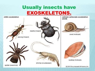 Usually insects have
EXOSKELETONS.
 