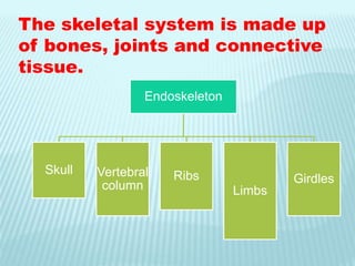 The skeletal system is made up
of bones, joints and connective
tissue.
Endoskeleton
Skull Vertebral
column
Ribs
Limbs
Girdles
 