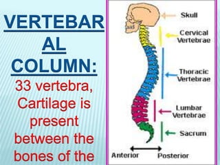VERTEBAR
AL
COLUMN:
 