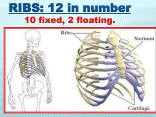 RIBS: 12 in number
10 fixed, 2 floating.
 