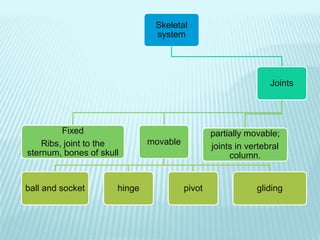 Skeletal
system
Joints
Fixed
Ribs, joint to the
sternum, bones of skull
movable
ball and socket hinge pivot gliding
partially movable;
joints in vertebral
column.
 