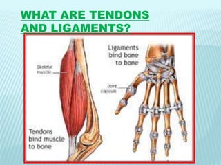 WHAT ARE TENDONS
AND LIGAMENTS?
 
