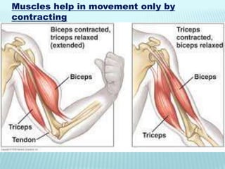Muscles help in movement only by
contracting
 