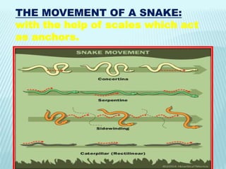 THE MOVEMENT OF A SNAKE:
 