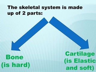 The skeletal system is made
up of 2 parts:
Bone
(is hard)
Cartilage
(is Elastic
and soft)
 