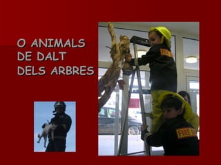 O ANIMALS DE DALT  DELS ARBRES   