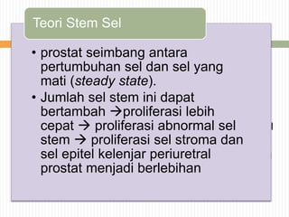  Teori Stem Sel
 Seperti pada organ lain, prostat yang fungsinya
sebagai kelenjar periuretral berada dalam keadaan
yang seimbang antara pertumbuhan sel dan sel yang
mati (steady state). Keseimbangan ini disebabkan
adanya kadar testosteron tertentu dalam jaringan
prostat yang dapat mempengaruhi sel stem sehingga
dapat berploriferasi. Pada keadaan tertentu jumlah sel
stem ini dapat bertambah sehingga dapat terjadi
proliferasi yang lebih cepat. Terjadinya proliferasi
abnormal sel stem sehinggal menyebabkan proliferasi
sel stroma dan sel epitel kelenjar periuretral prostat
menjadi berlebihan (Purnomo, 2000).
 Pat
• prostat seimbang antara
pertumbuhan sel dan sel yang
mati (steady state).
• Jumlah sel stem ini dapat
bertambah proliferasi lebih
cepat  proliferasi abnormal sel
stem  proliferasi sel stroma dan
sel epitel kelenjar periuretral
prostat menjadi berlebihan
Teori Stem Sel
 
