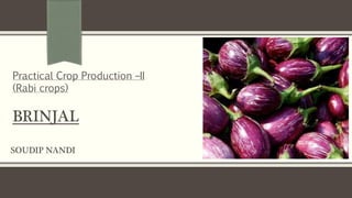 SOUDIP NANDI
Practical Crop Production –II
(Rabi crops)
BRINJAL
 