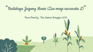 “Budidaya Jagung Manis (Zea mays saccarata L)”
PowerPoint by : Tim Asistensi Mengajar 2021
 