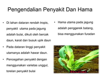 Pengendalian Penyakit Dan Hama
• Di lahan dataran rendah tropis,
penyakit utama pada jagung
adalah bulai, dikuti oleh bercak
daun, karat dan busuk upik daun
• Pada dataran tinggi penyakit
utamanya adalah hawar daun.
• Pencegahan penyakit dengan
menggunakan varietas unggul,
torelan penyakit bulai
• Hama utama pada jagung
adalah penggerek batang,
bisa menggunakan furadan
 