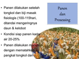 Panen
dan
Prosessing
• Panen dilakukan setelah
tongkol dan biji masak
fisiologis (100-115hari,
ditandai mengeringnya
daun & kelobot
• Kondisi siap panen kadar
air 20-25%
• Panen dilakukan manual
dengan mematahkan
pangkal tongkol dari
 