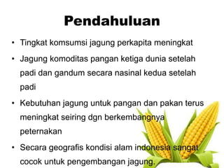 Pendahuluan
• Tingkat komsumsi jagung perkapita meningkat
• Jagung komoditas pangan ketiga dunia setelah
padi dan gandum secara nasinal kedua setelah
padi
• Kebutuhan jagung untuk pangan dan pakan terus
meningkat seiring dgn berkembangnya
peternakan
• Secara geografis kondisi alam indonesia sangat
cocok untuk pengembangan jagung.
 