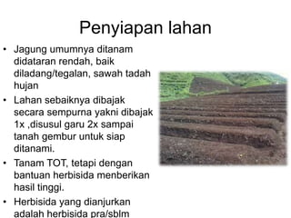 Penyiapan lahan
• Jagung umumnya ditanam
didataran rendah, baik
diladang/tegalan, sawah tadah
hujan
• Lahan sebaiknya dibajak
secara sempurna yakni dibajak
1x ,disusul garu 2x sampai
tanah gembur untuk siap
ditanami.
• Tanam TOT, tetapi dengan
bantuan herbisida menberikan
hasil tinggi.
• Herbisida yang dianjurkan
adalah herbisida pra/sblm
 