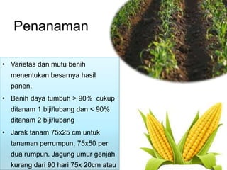Penanaman
• Varietas dan mutu benih
menentukan besarnya hasil
panen.
• Benih daya tumbuh > 90% cukup
ditanam 1 biji/lubang dan < 90%
ditanam 2 biji/lubang
• Jarak tanam 75x25 cm untuk
tanaman perrumpun, 75x50 per
dua rumpun. Jagung umur genjah
kurang dari 90 hari 75x 20cm atau
 