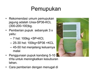 Pemupukan
• Rekomendasi umum pemupukan
jagung adalah Urea-SP36-KCL
(300-200-100)kg.
• Pemberian pupuk sebanyak 3 x
yaitu:
– 7 hst: 100kg +SP+KCl,
– 25-30 hst: 100kg+SP36 +KCL
– 45-50 hst menjelang keluarnya
malai
• Penggunaan pupuk kandang 5-10
t/Ha untuk meningkatkan kesuburan
lahan.
• Cara pemberian dengan menugal di
 