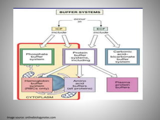 Presentation on Buffer | PPTX