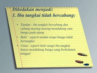 Dibedakan menjadi:
1. Ibu tangkai tidak bercabang:
• Tandan : ibu tangkai bercabang dan
cabang masing-masing mendukung satu
bunga pada ujung
• Bulir : seperti tandan tetapi bunga tidak
bertangkai
• Untai : seperti bulir tetapi ibu tangkai
hanya mendukung bunga yang berkelamin
tunggal
 