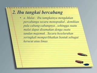 2. Ibu tangkai bercabang
• a. Malai : Ibu tamgkainya mengdakan
percabanga secara monopodial , demikian
pula cabang-cabangnya , sehingga suatu
malai dapat disamakan denga suatu
tandan majemuk . Secara heseluruhan
seringkali memperlihatkan bentuk sebagai
kerucut atau limas
 
