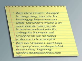 • Bunga sekerup ( bostryx ) , ibu tangkai
bercabang-cabang , tetapi setiap kali
bercabang juga hanya terbentuk satu
cabang , yang semuanya terbentuk ke kiri
atau ke kanan dan cabang yang satu
berturut-turut membentuk sudut 90 o
, sehingga jika kita mengikuti arah
percabangan kita akan mengadakan
gerakan seperti sekerup atau spiral
• Bunga sabit ( drepanium ) , seperti bunga
sekerup tetapi semua percabangan terletak
pada satu bidang , hingga bunga
seluruhnya menampakkan bentuk seperti
sabit
 