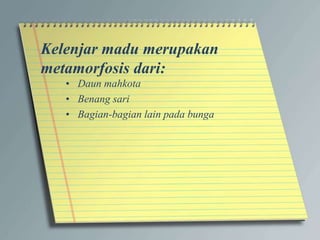 Kelenjar madu merupakan
metamorfosis dari:
• Daun mahkota
• Benang sari
• Bagian-bagian lain pada bunga
 