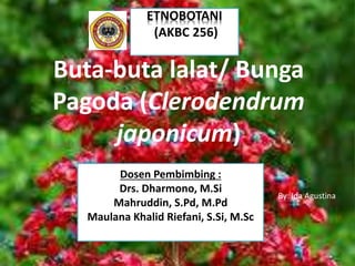Buta-buta lalat/ Bunga
Pagoda (Clerodendrum
japonicum)
ETNOBOTANI
(AKBC 256)
Dosen Pembimbing :
Drs. Dharmono, M.Si
Mahruddin, S.Pd, M.Pd
Maulana Khalid Riefani, S.Si, M.Sc
By: Ida Agustina
 