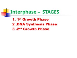 Biology PPT cell division and cell cycle | PPTX