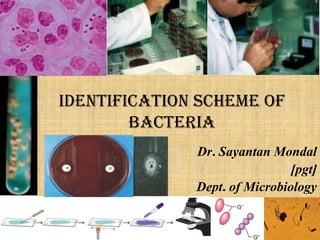 Identification scheme of
bacteria
Dr. Sayantan Mondal
[pgt]
Dept. of Microbiology
 