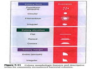 identification of bacteria | PPTX