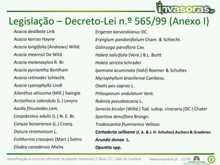 Identificação e controlo eficiente de plantas invasoras|7 Maio 15 | Vale de Cambra www.invasoras.pt 11/50
Acacia dealbata Link
Acacia karroo Hayne
Acacia longifolia (Andrews) Willd.
Acacia mearnsii De Wild.
Acacia melanoxylon R. Br.
Acacia pycnantha Bentham
Acacia retinodes Schlecht.
Acacia cyanophylla Lindl
Ailanthus altissima (Mill.) Swingle
Arctotheca calendula (L.) Levyns
Azolla filiculoides Lam.
Carpobrotus edulis (L.) N. E. Br.
Conyza bonariensis (L.) Cronq.
Datura stramonium L.
Eichhornia crassipes (Mart.) Solms
Elodea canadensis Michx
Erigeron karvinskianus DC.
Eryngium pandanifolium Cham. & Schlecht.
Galinsoga parviflora Cav.
Hakea salicifolia (Vent.) B.L. Burtt
Hakea sericea Schrader
Ipomoea acuminata (Vahl) Roemer & Schultes
Myriophyllum brasiliense Cambess.
Oxalis pes-caprae L.
Pittosporum undulatum Vent.
Robinia pseudoacacia L.
Senecio bicolor (Willd.) Tod. subsp. cineraria (DC.) Chater
Spartina densiflora Brongn.
Tradescantia fluminensis Velloso
Cortaderia selloana (J. A. & J. H. Schultes) Aschers & Graebner.
Arundo donax L.
Opuntia spp.
Legislação – Decreto-Lei n.º 565/99 (Anexo I)
 