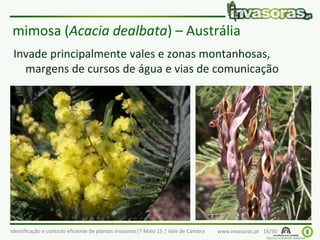 Identificação e controlo eficiente de plantas invasoras|7 Maio 15 | Vale de Cambra www.invasoras.pt 16/50
mimosa (Acacia dealbata) – Austrália
Invade principalmente vales e zonas montanhosas,
margens de cursos de água e vias de comunicação
 
