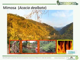 Identificação e controlo eficiente de plantas invasoras|7 Maio 15 | Vale de Cambra www.invasoras.pt 17/50
Mimosa (Acacia dealbata)
Vídeo
 