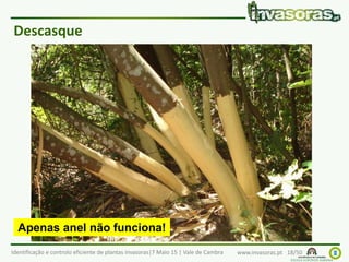 Identificação e controlo eficiente de plantas invasoras|7 Maio 15 | Vale de Cambra www.invasoras.pt 18/50
Descasque
Apenas anel não funciona!
 